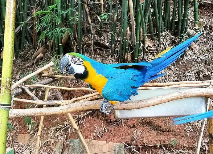 Blue-and-Gold Macaw