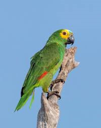Blue-fronted-Amazon