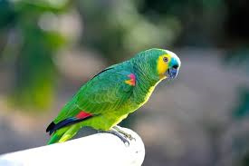 Blue-fronted-Amazon-3