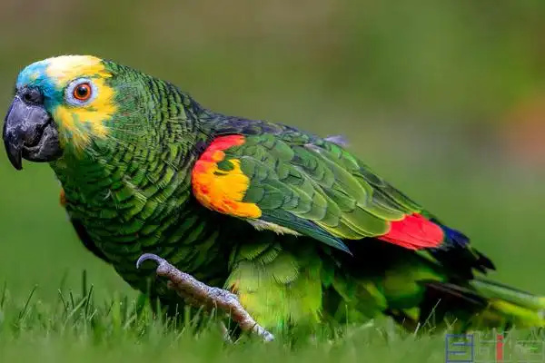 Blue-fronted-Amazon-1