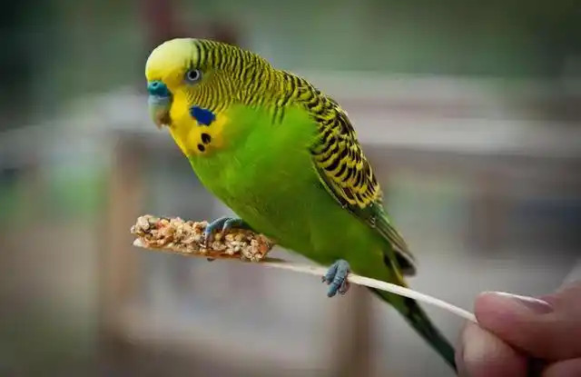 Budgerigar