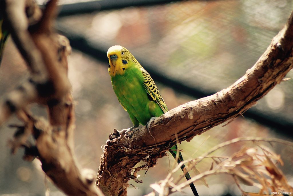 Budgerigar-1