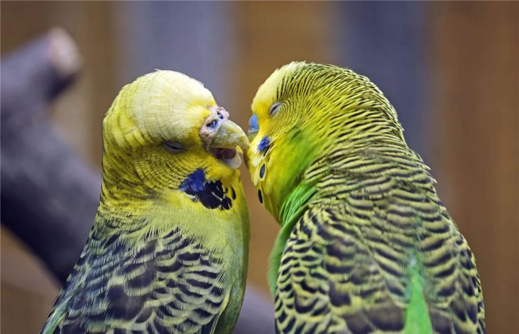 Budgerigar