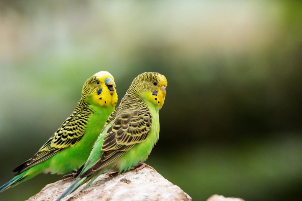 Budgerigar-3