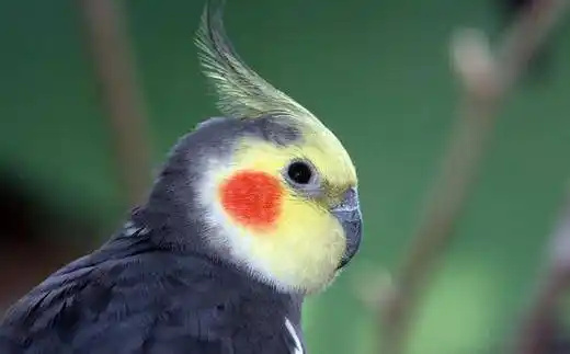 Cockatiel-2