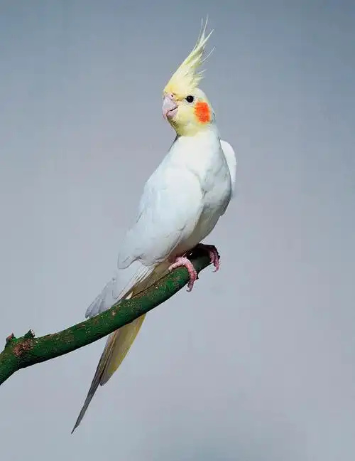 Cockatiel