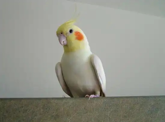 Cockatiel-1