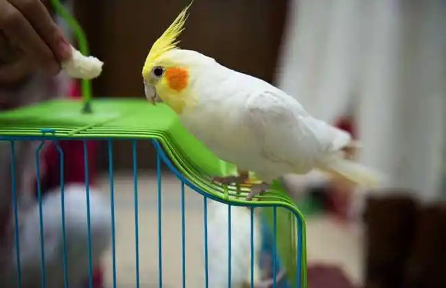 Cockatiel-3