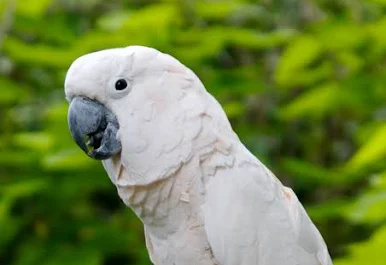 Cockatoo