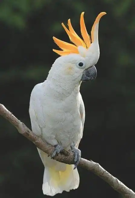 Cockatoo