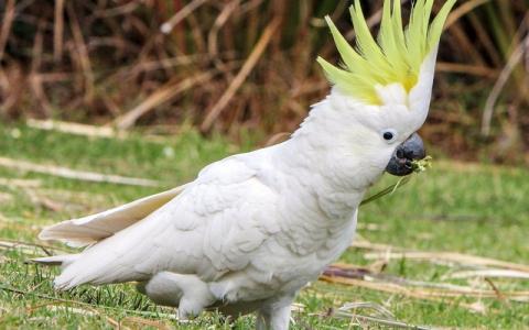 Can You Keep a Cockatoo as a Pet? Pros, Cons & Advice