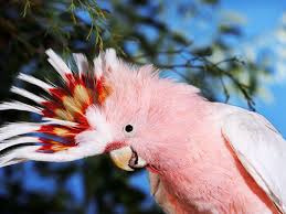 Cockatoo