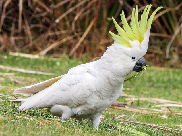 How-to-Tell-If-Your-Parrot-Is-Healthy