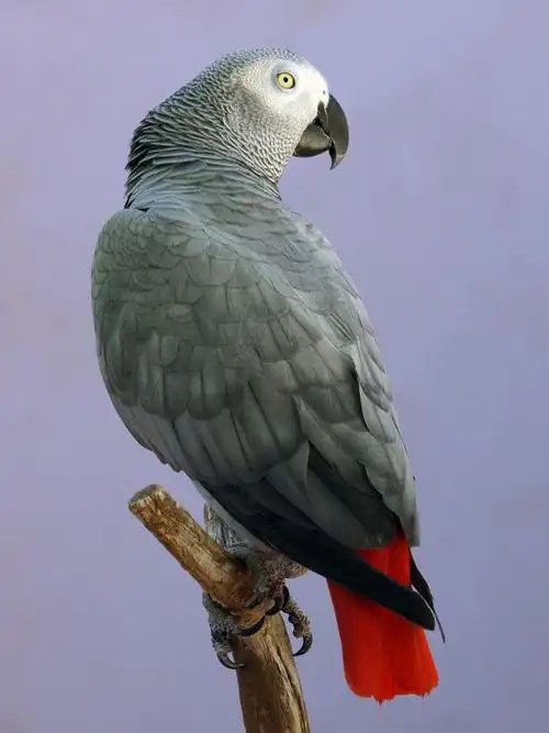 Congo-African-Grey