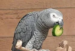 Congo-African-Grey