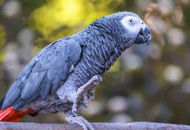 Congo-African-Grey
