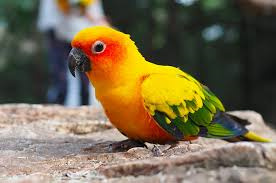 Conure-3