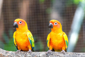 Conure-2