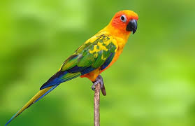Conure-1