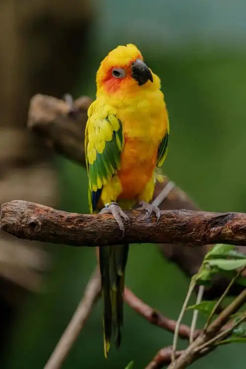 Conure