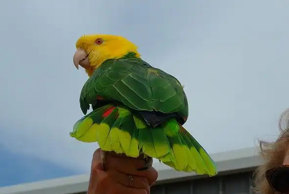 Double-Yellow-headed-Amazon-2