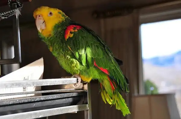 Can-Parrots-Eat-Fruits-and-Vegetables?