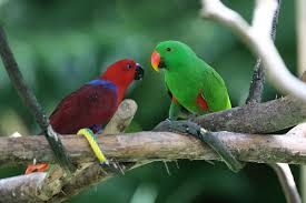 Eclectus-Parrot-3