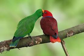 Eclectus-Parrot