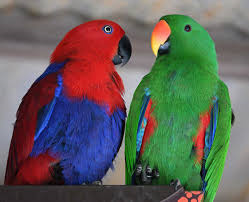 Eclectus-Parrot-1