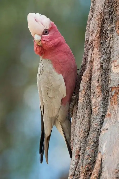 Galah-Cockatoo