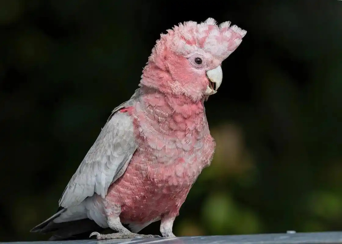 Galah-Cockatoo-2