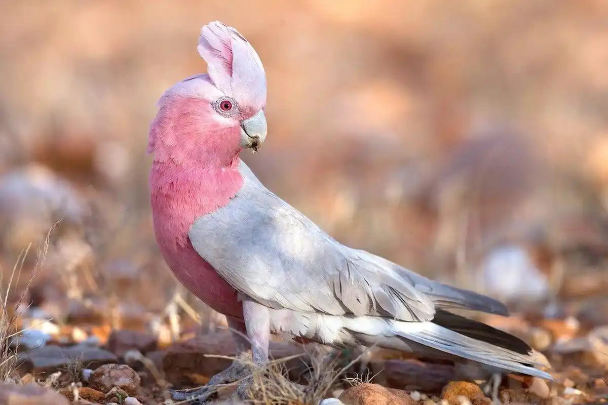 Galah-Cockatoo-1