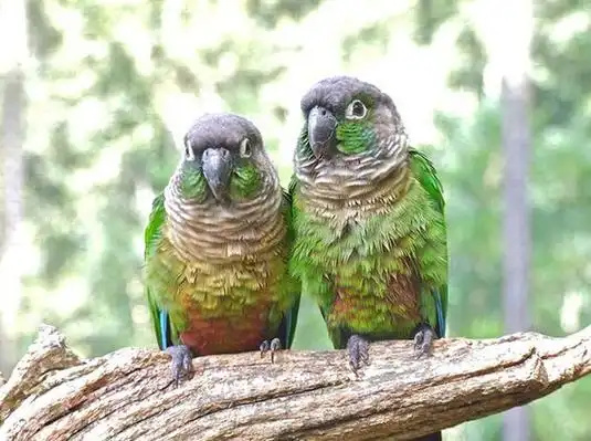Green-cheeked-Conure-1