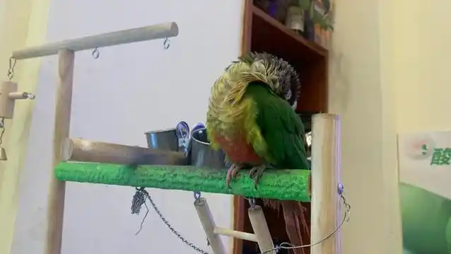 Green-cheeked-Conure-2