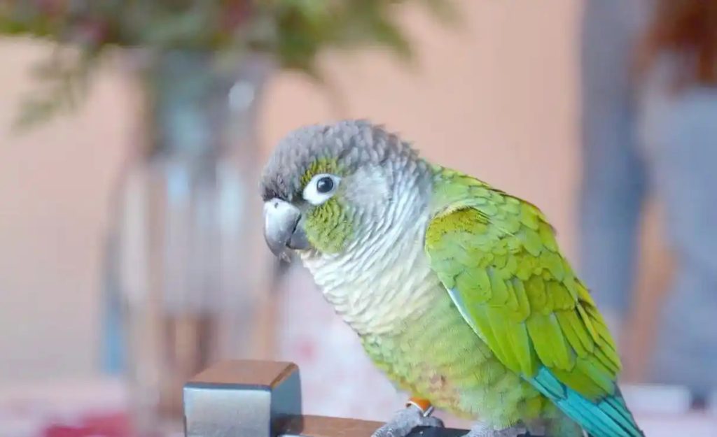 Green-cheeked-Conure
