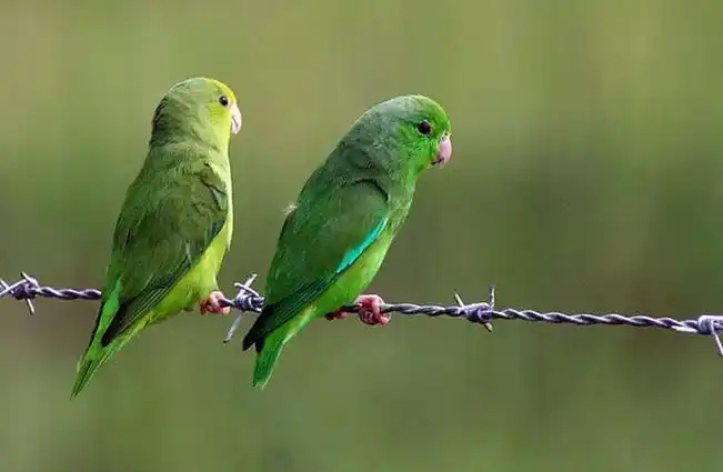 Green-rumped-Parrotlet-1