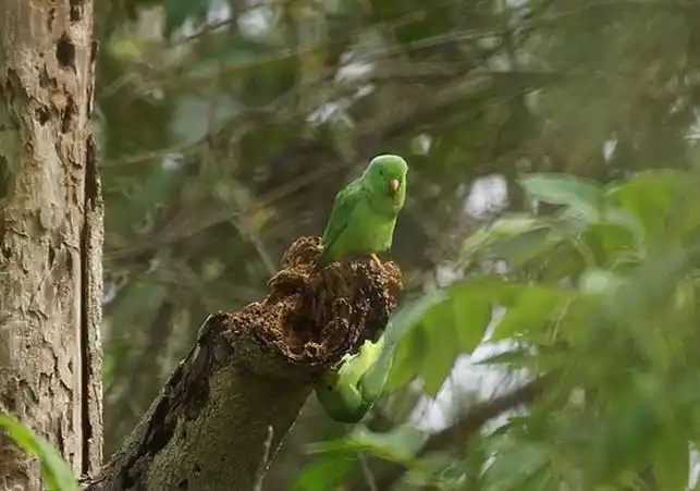 Green-rumped-Parrotlet-2