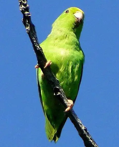 Green-rumped-Parrotlet