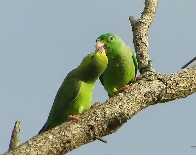 Parrotlet