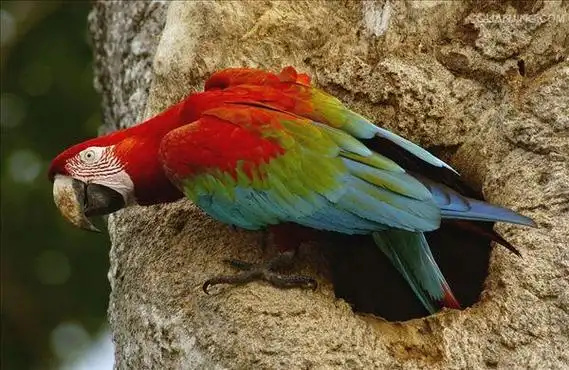 Green-winged-Macaw-3
