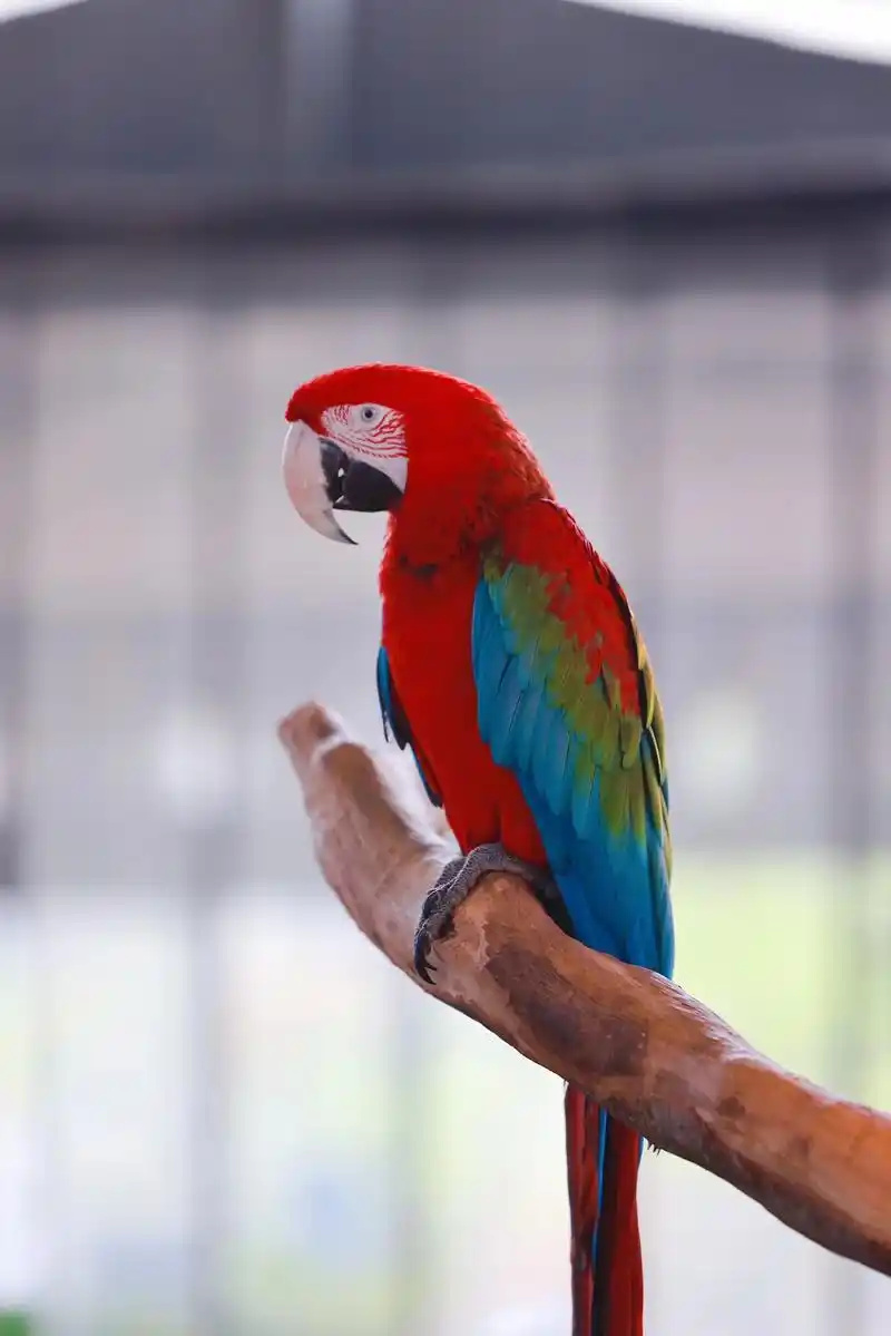 Green-winged-Macaw