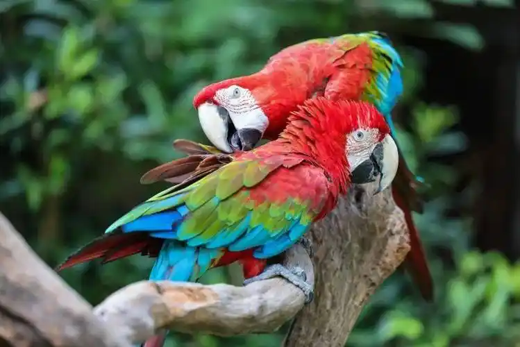 Green-winged-Macaw