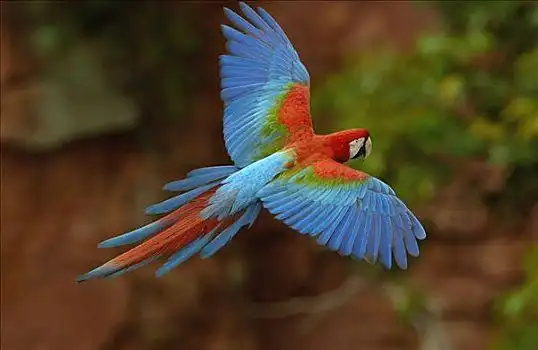 Green-winged-Macaw-2