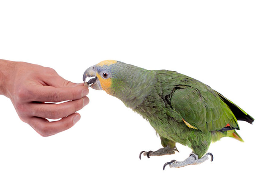 Hand-feeding-an-Orange-winged-Amazon
