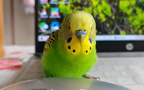 How to Make Parrots Trust You: A Breeder’s Evidence-Based Approach