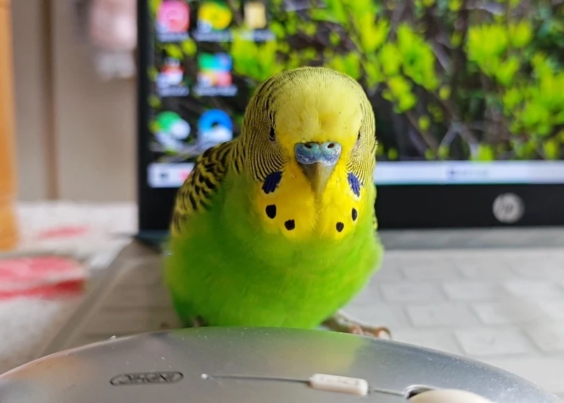 How to Make Parrots Trust You: A Breeder’s Evidence-Based Approach