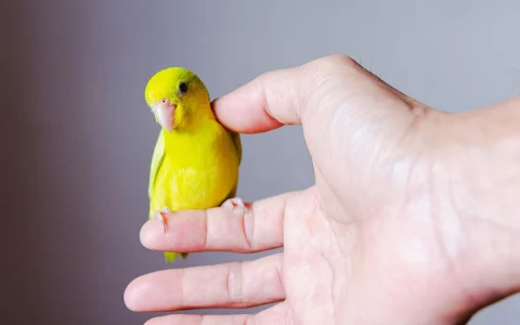 How to Not Scare a Parrot – Build Trust with Gentle, Positive Interaction