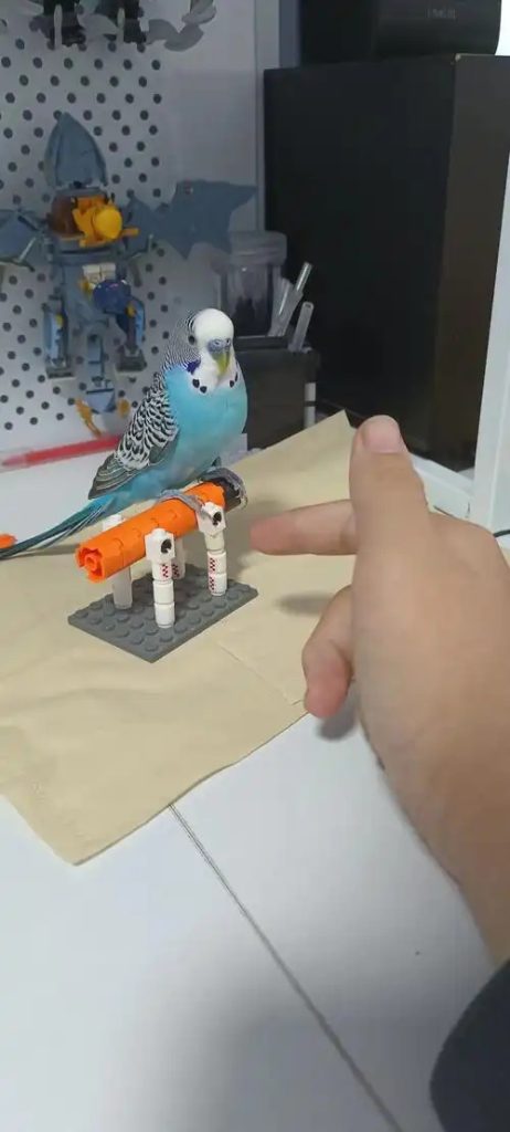 How to Tame a Parrot: Step-by-Step Guide for Building Trust