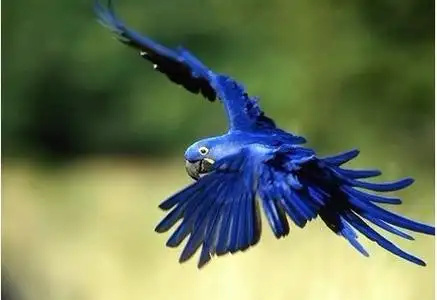 Hyacinth-Macaw-1