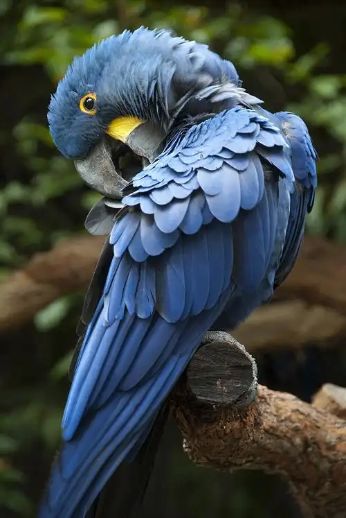 Hyacinth-Macaw